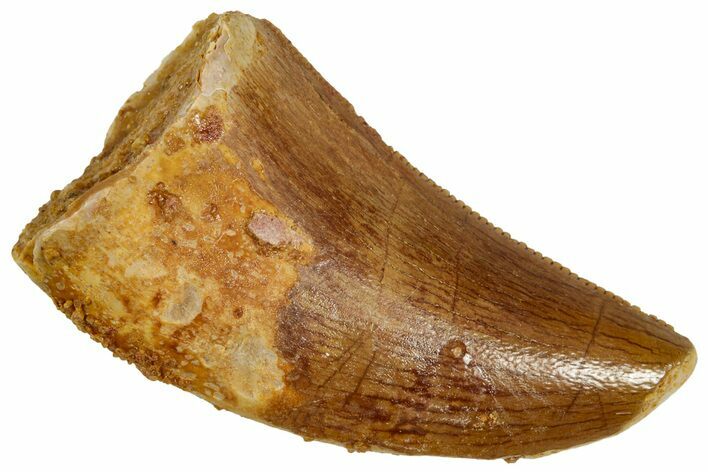 Serrated, Juvenile Carcharodontosaurus Tooth - Morocco #326828